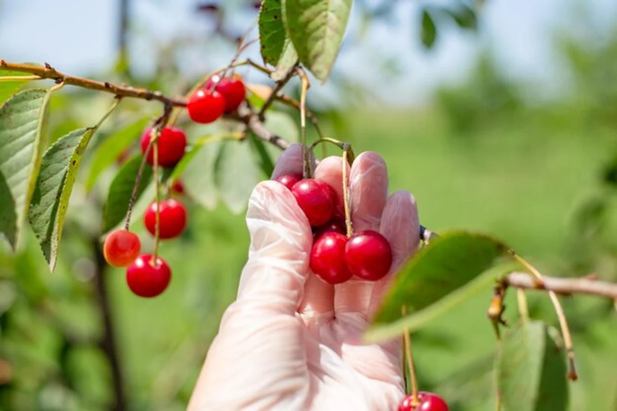 rose hips autumn close up healthy food czech