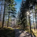 czech autumn forest sunlight mood