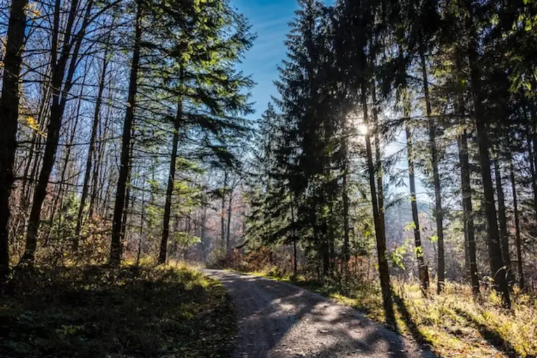 czech autumn forest sunlight mood