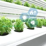 frost protection smart sensor in winter garden
