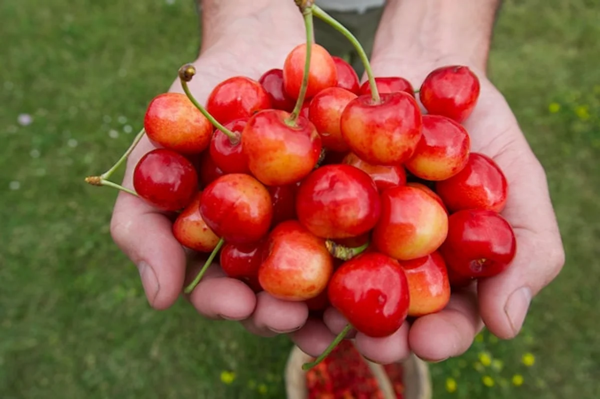 fresh ripe cherries harvesting Czech garden