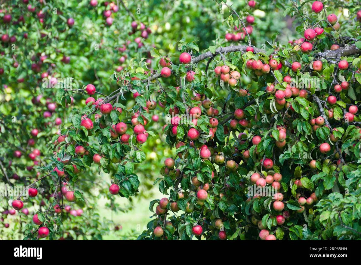 ripe apples on tree taste test Czech countryside