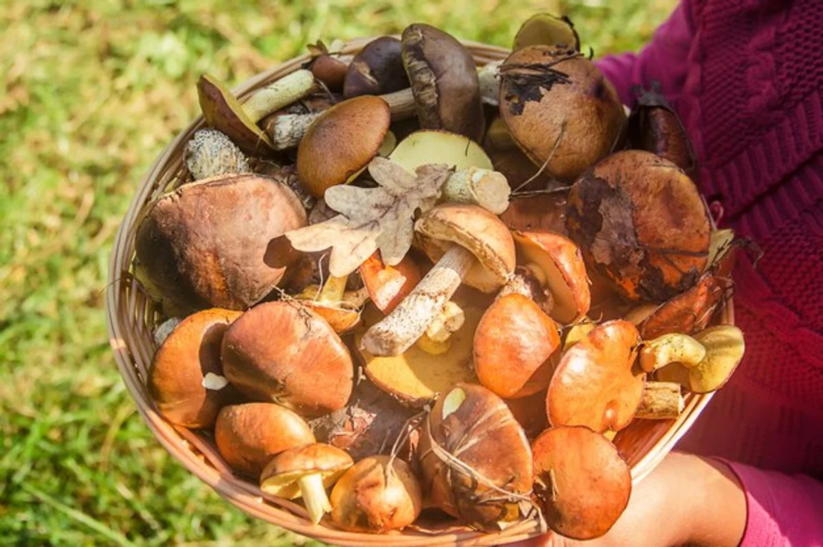fresh edible mushrooms autumn forest czech republic