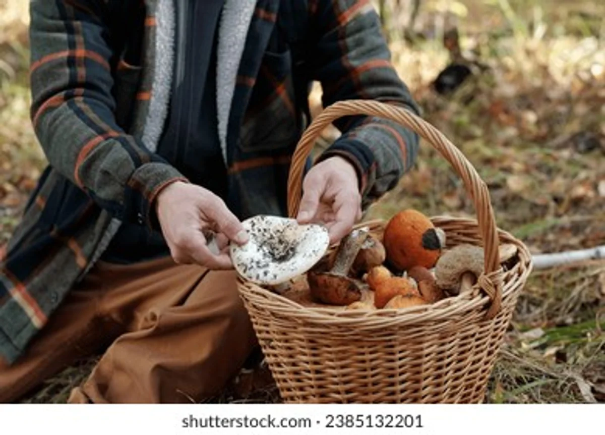 mushroom picking late autumn basket hand forest cold weather
