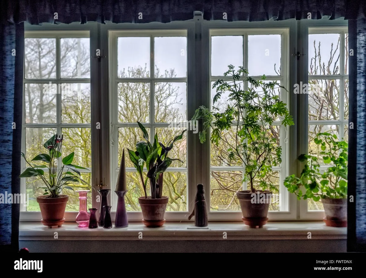 close up of chrysanthemum and heather on window sill, Czech apartment