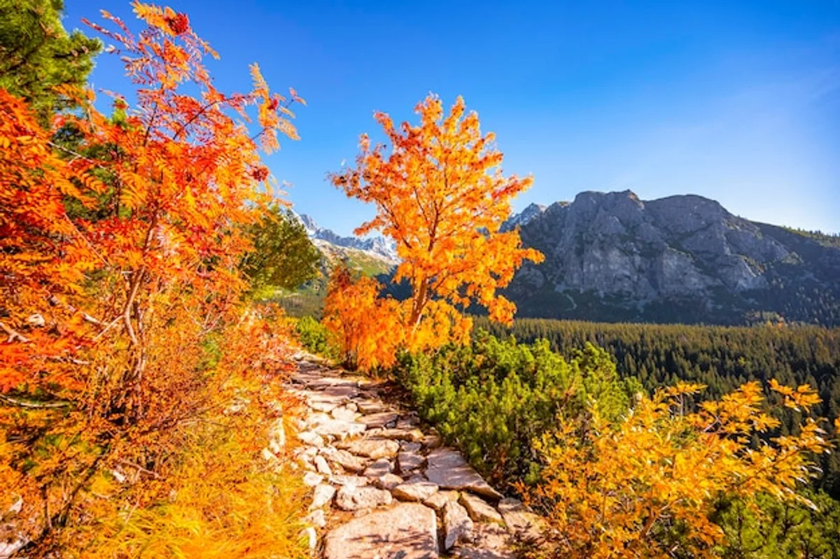 autumn hiking european landscape mountains colorful forest