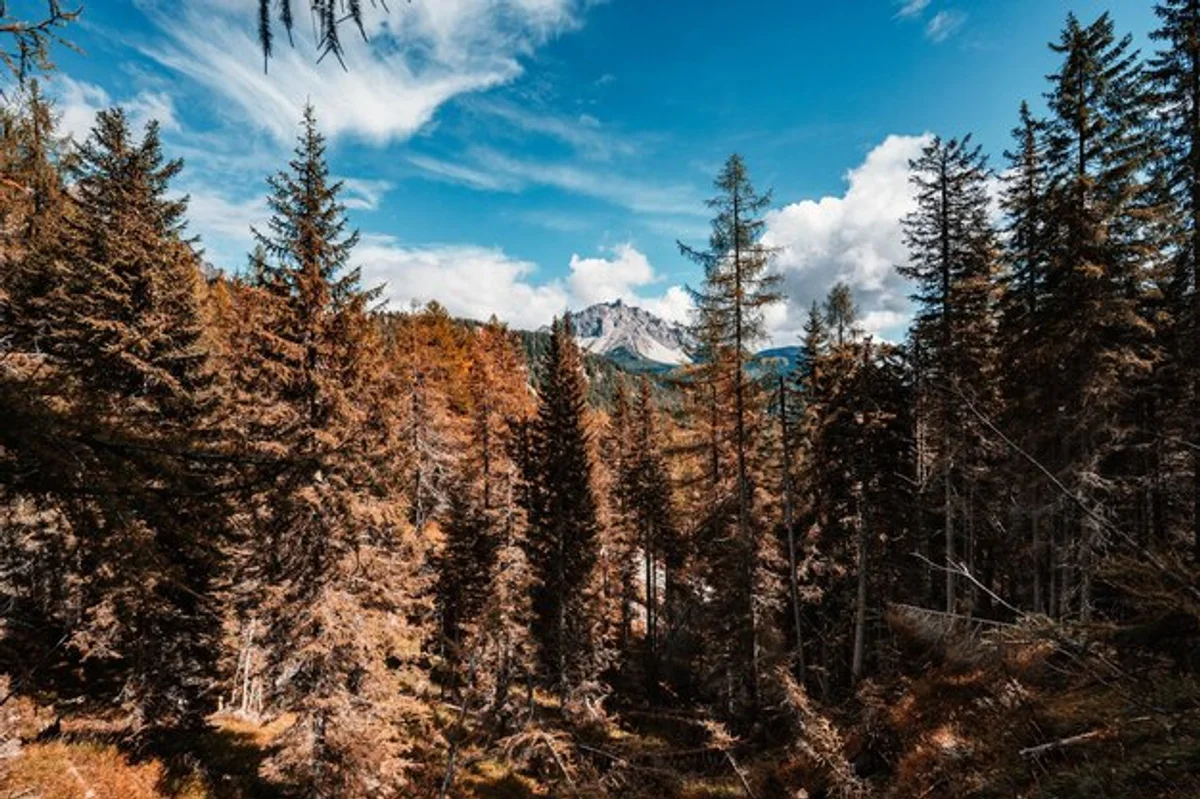 autumn hiking dolomites colorful larch trees mountains italy
