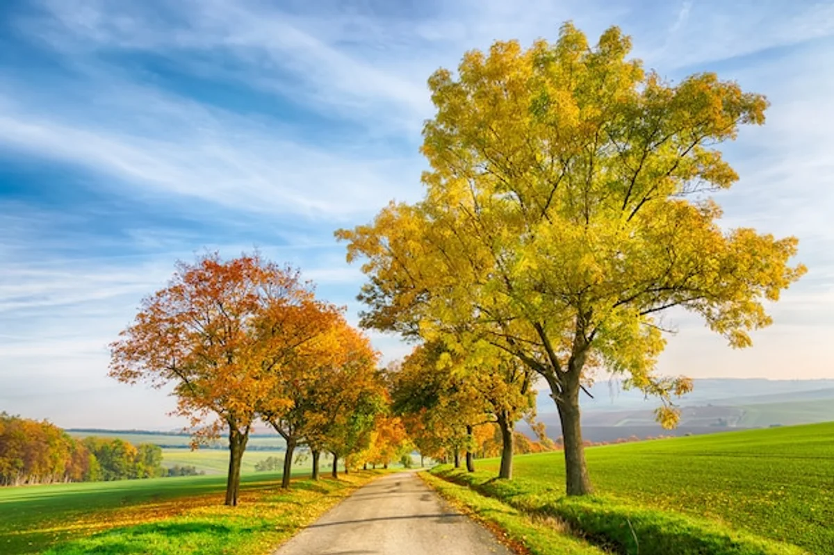 Czech autumn nature smartphone photography
