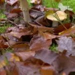autumn leaves raking garden czech backyard evening