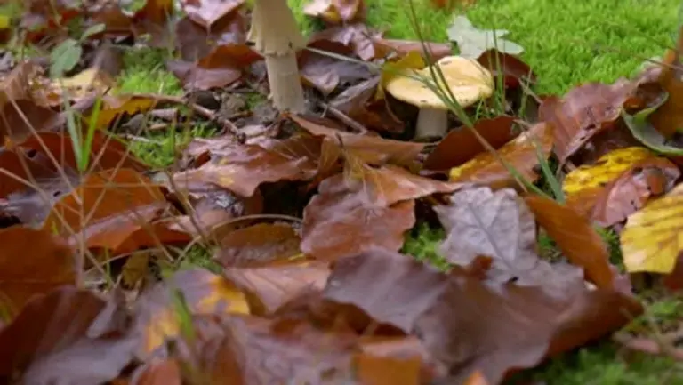 autumn leaves raking garden czech backyard evening