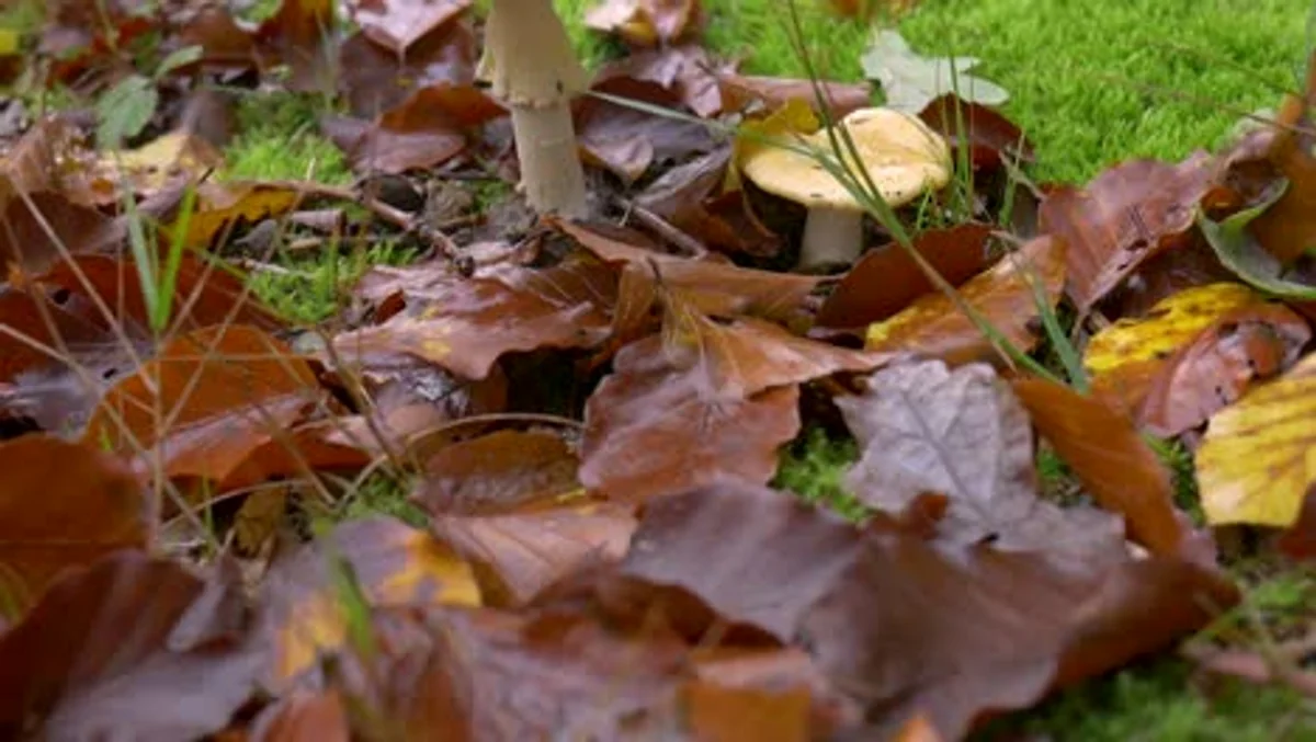 autumn leaves raking garden czech backyard evening