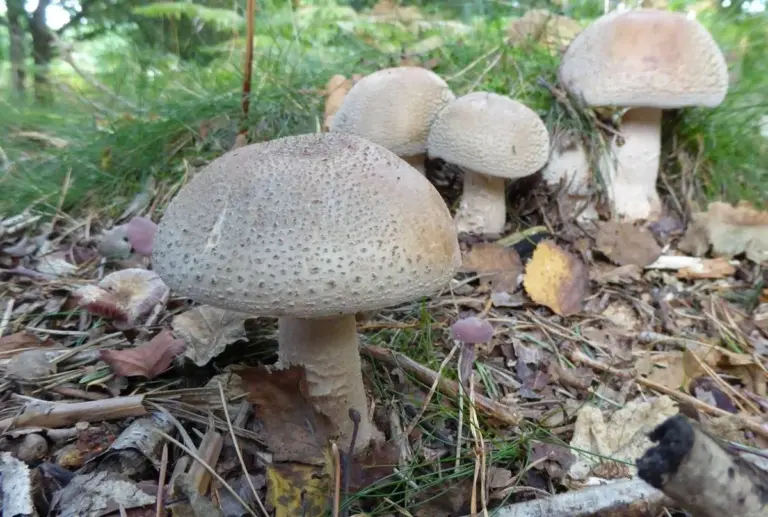 mushrooms october health immunity czech forest