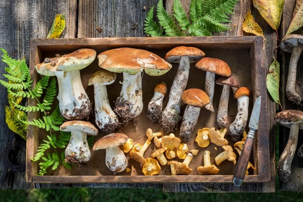 fresh wild mushrooms in autumn forest background