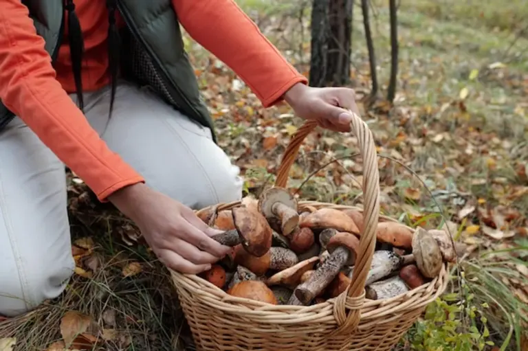 mushroom picking czech autumn forest basket closeup