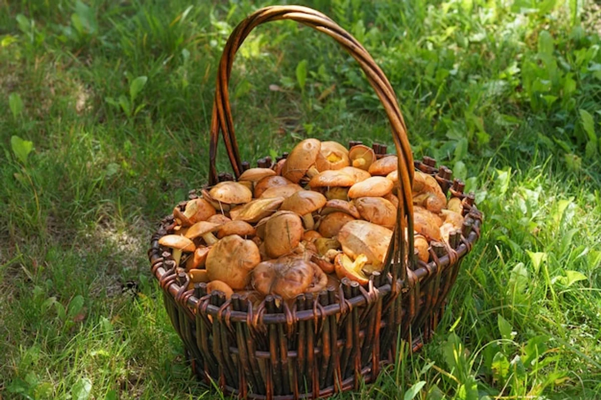 mushroom picking in czech forest autumn basket close up