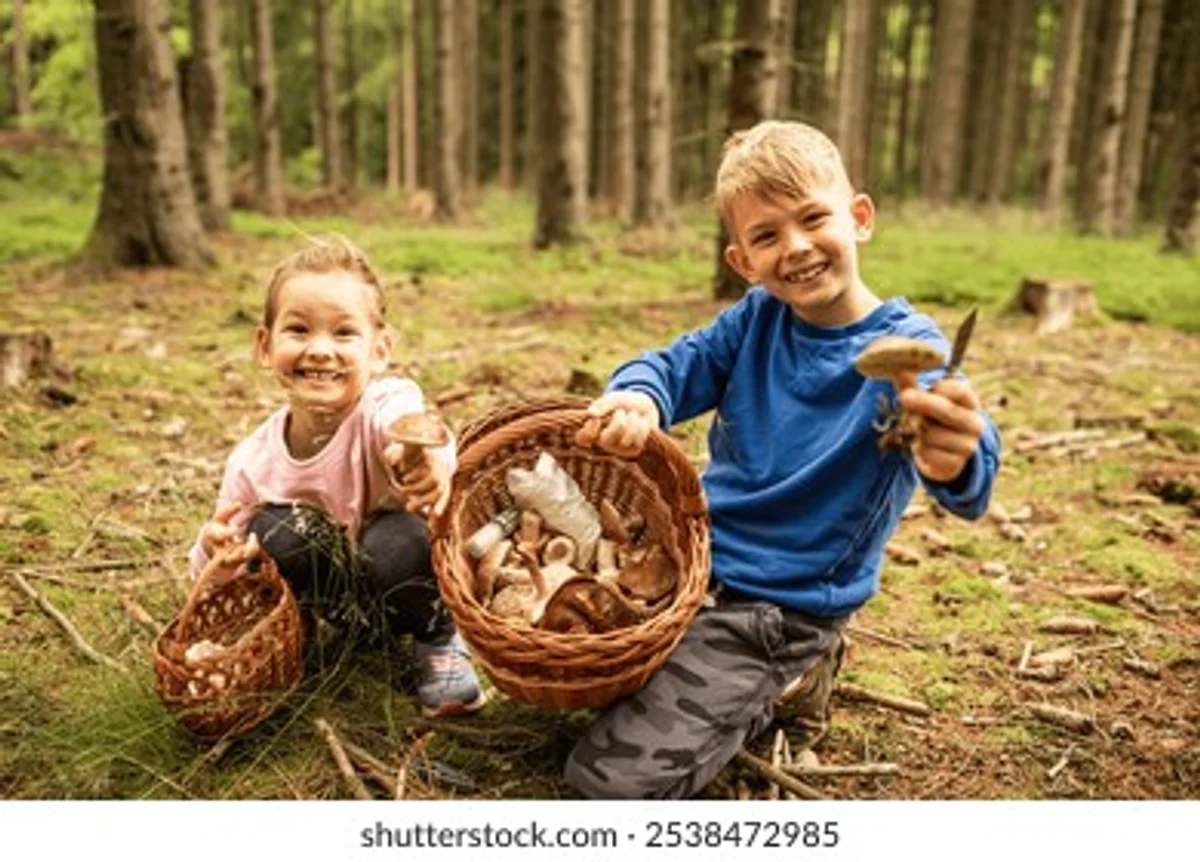 czech family picking mushrooms autumn forest basket child