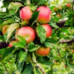 autumn czech apples and pears hair care