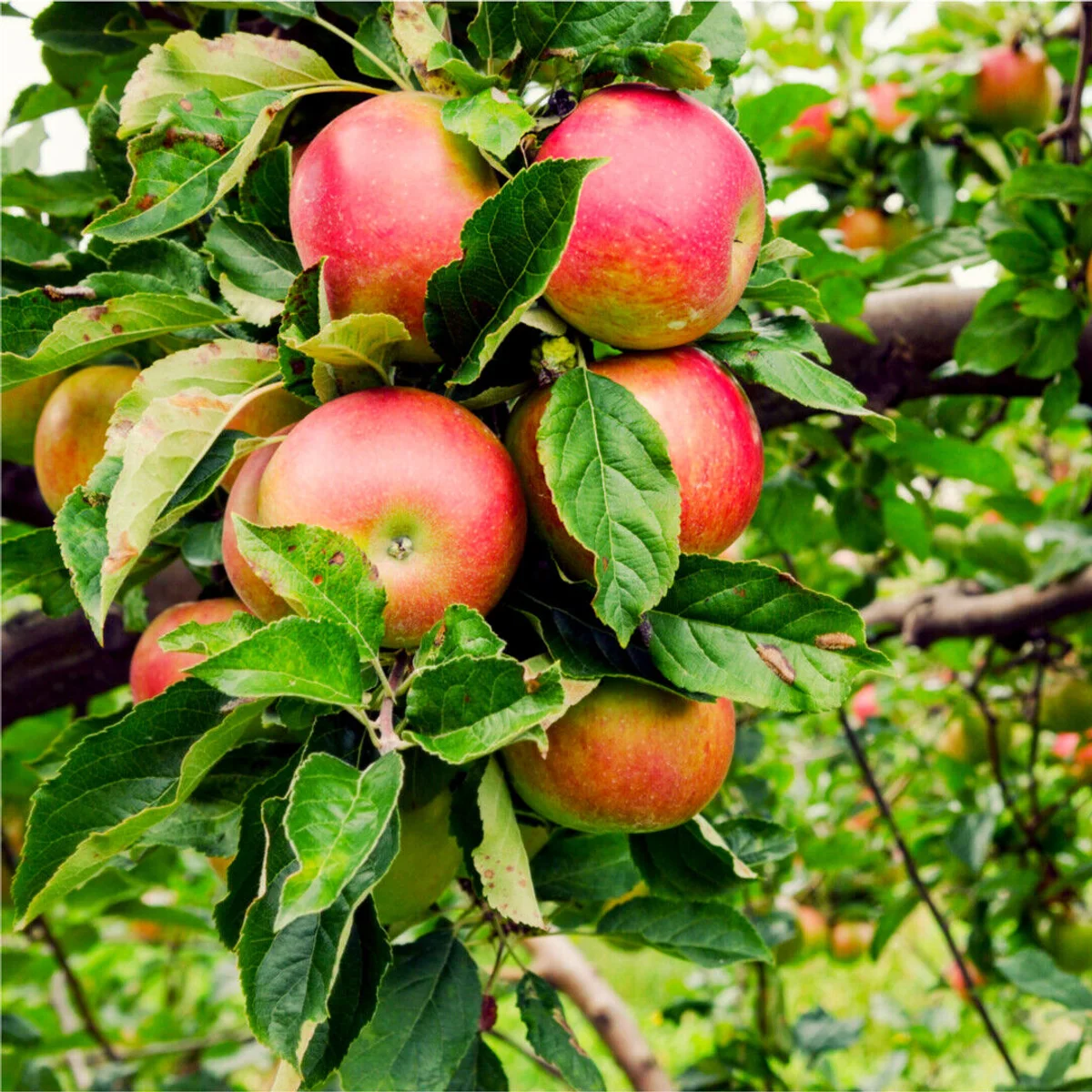 autumn czech apples and pears hair care