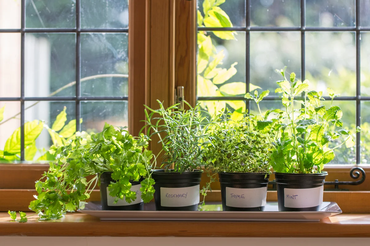 indoor herbs kitchen window winter real home Czech
