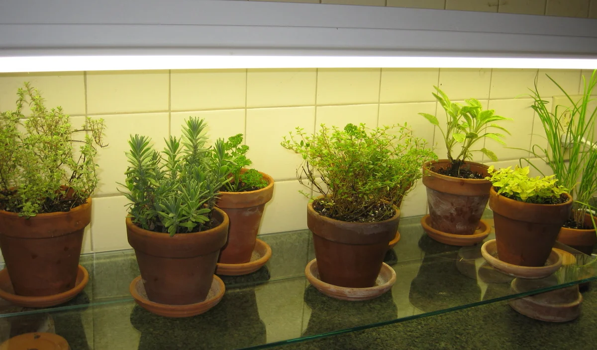 herb garden under grow light Czech kitchen home winter