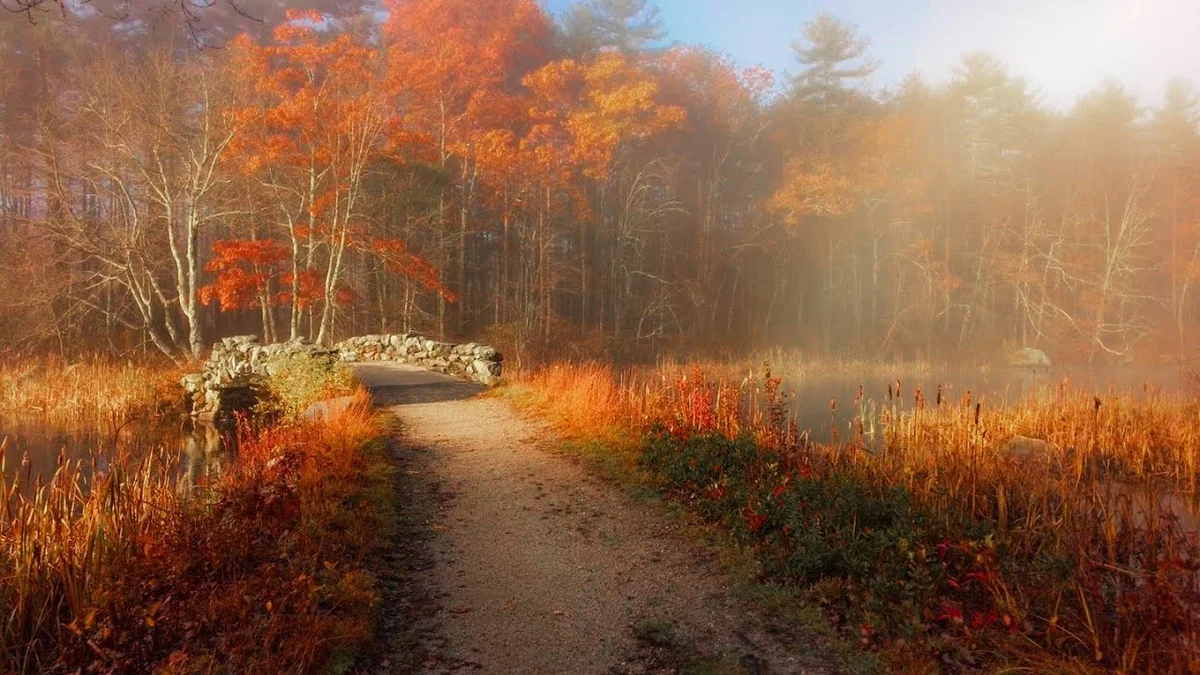 Misty autumn morning Třeboňsko nature trail
