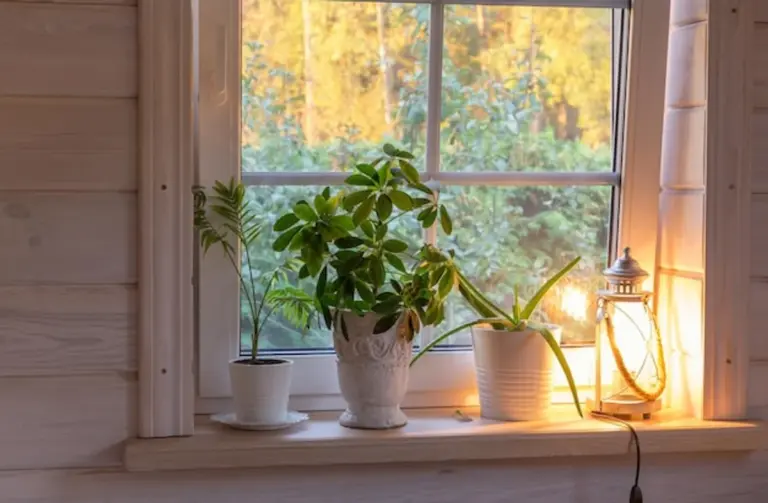 autumn indoor herb garden home window