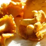 fresh wild mushrooms czech forest macro