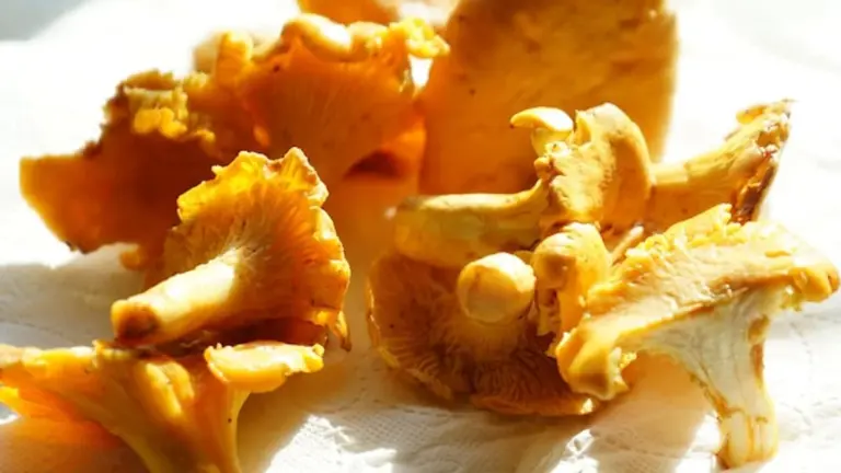 fresh wild mushrooms czech forest macro