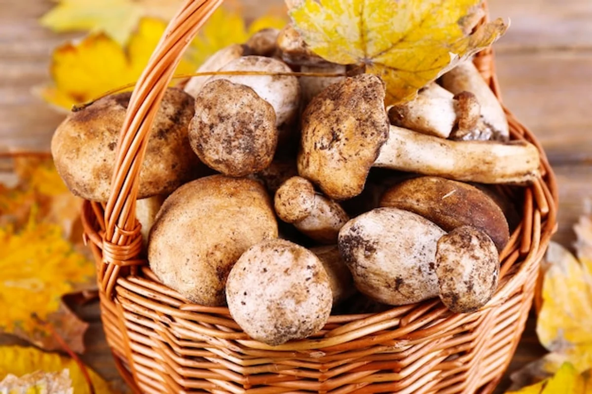 close up of fresh wild mushrooms in basket