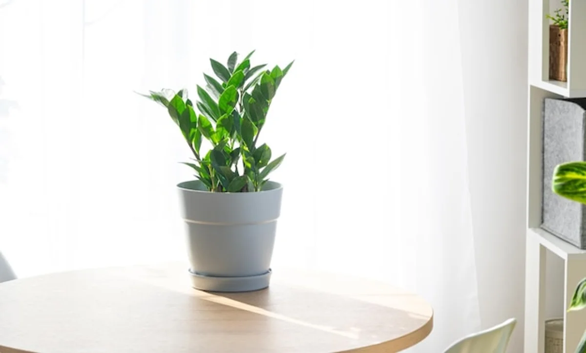 closeup detail sansevieria zamioculcas office desk