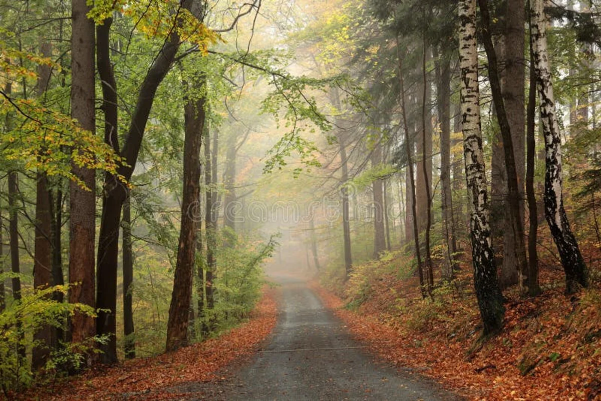 lonely autumn hiking path czech forest mountains mist