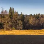 autumn wild herbs Czech skincare home use