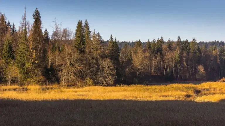 autumn wild herbs Czech skincare home use