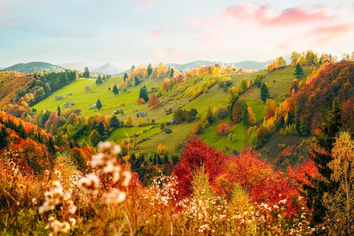 creative autumn leaves collection czech nature