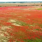 raking colorful autumn leaves garden Czech style