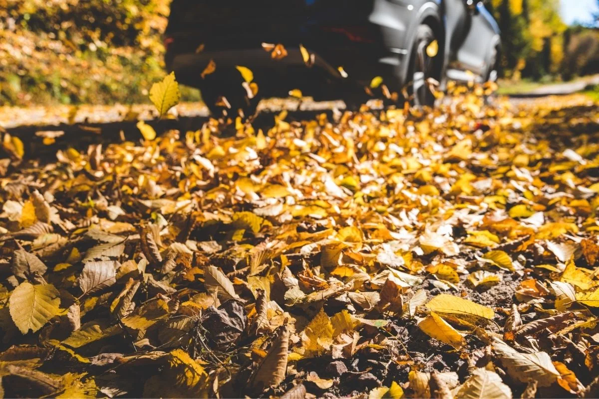 dangerous slippery leaves on car road autumn Czech Republic