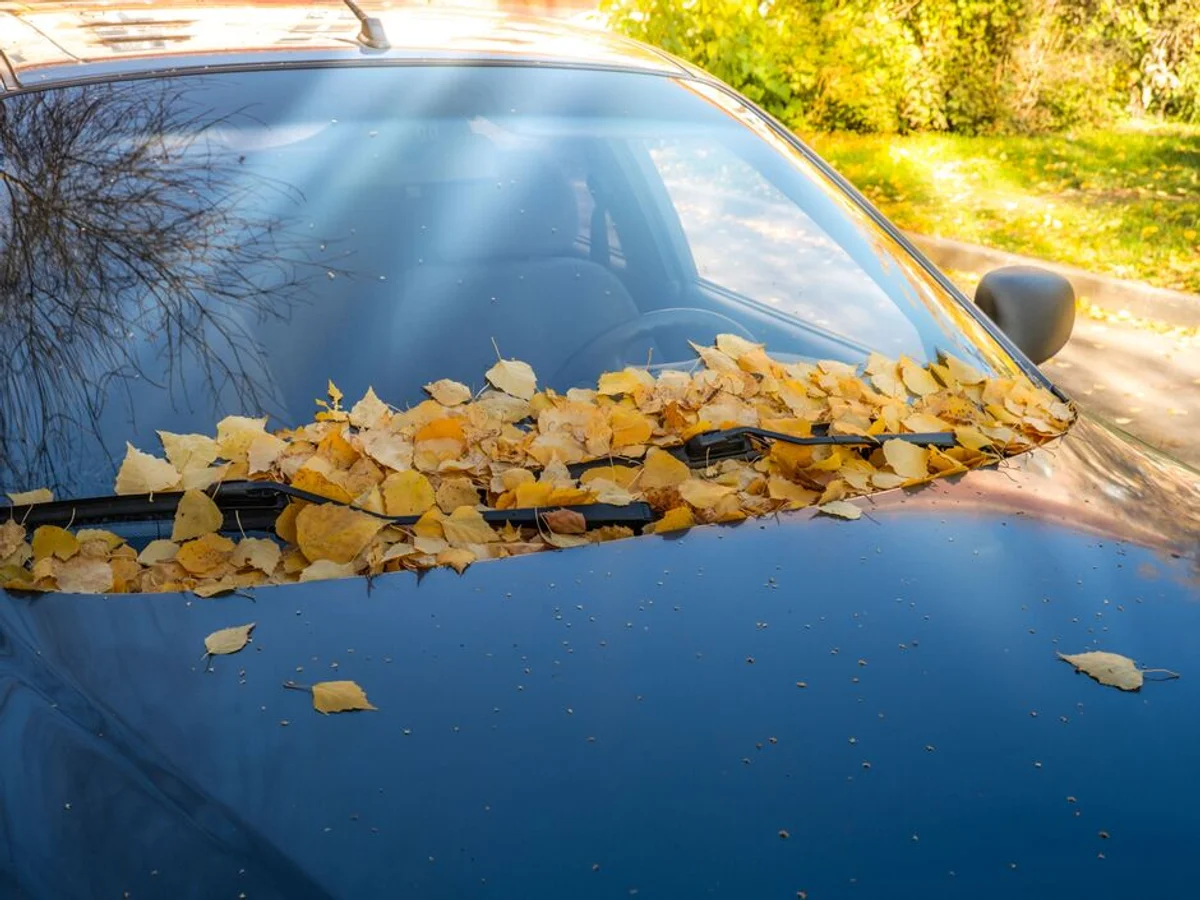 fallen autumn leaves on parked car windshield Czechia