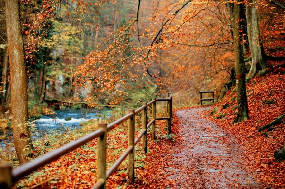 autumn walk in czech park scenic path colorful leaves