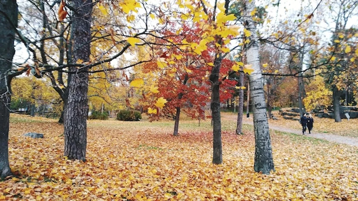 walking couple autumn city park prague colorful leaves