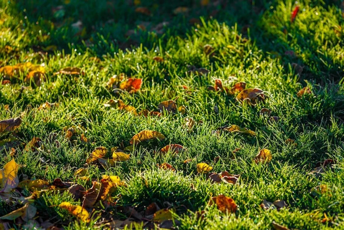 autumn herb garden closeup morning dew
