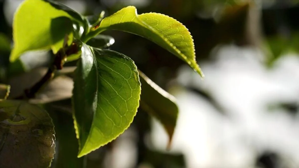fresh autumn garden herbs leaves rain droplets closeup