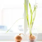 garlic plant pot home kitchen windowsill close-up