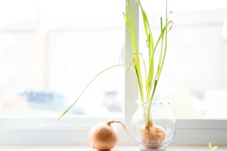 garlic plant pot home kitchen windowsill close-up