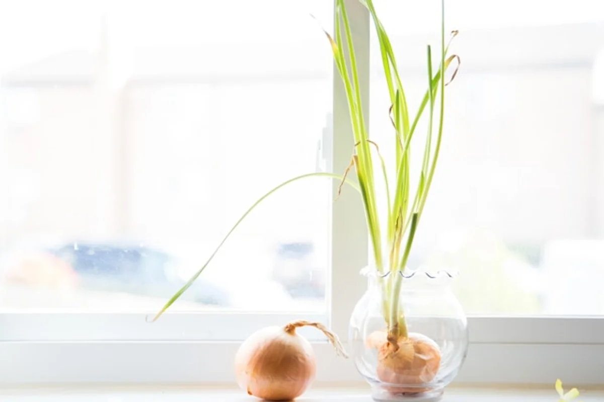 garlic plant pot home kitchen windowsill close-up