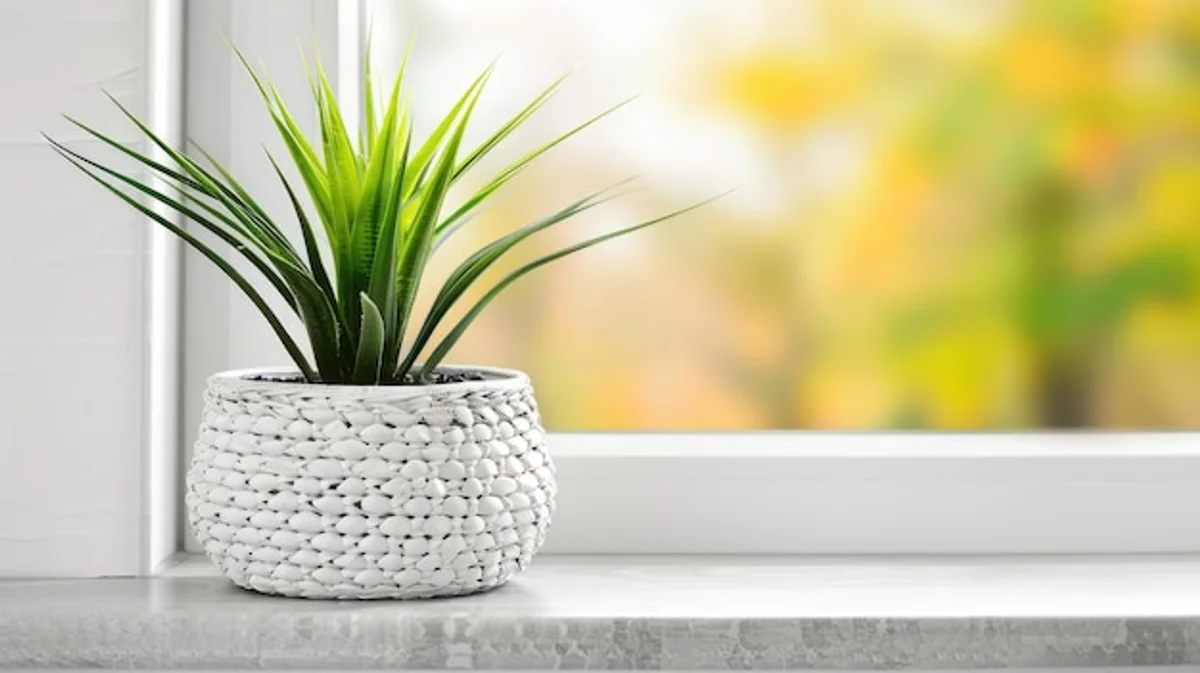 garlic in pot on windowsill with sun rays