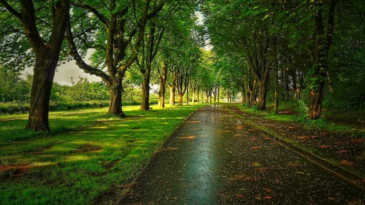 autumn leaves slippery road Czech Republic