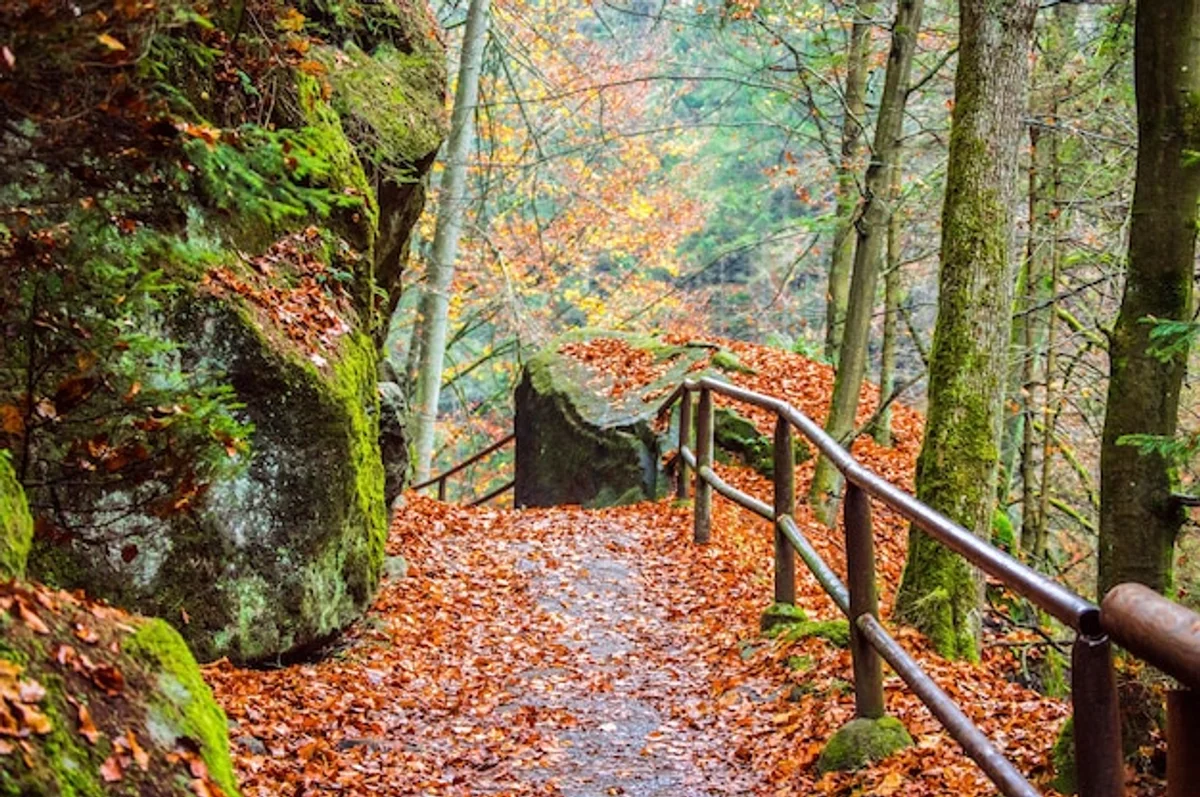 czech mountains autumn colorful trees hiking path