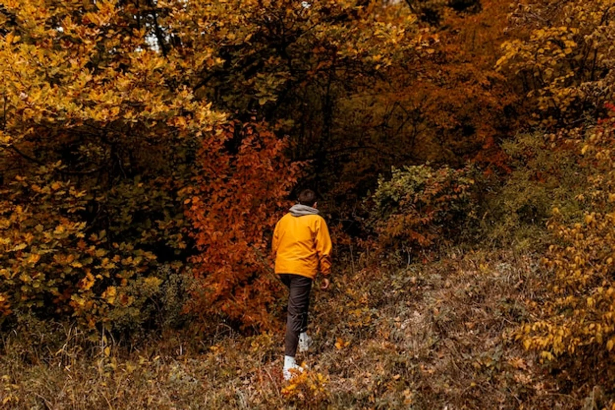 autumn hiking czechia forest path sunrise