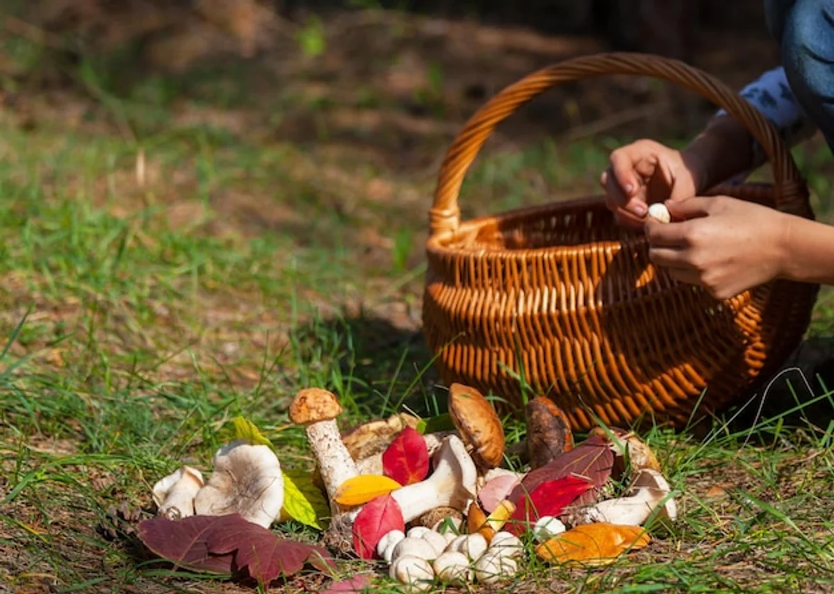autumn mushroom picking forest czech
