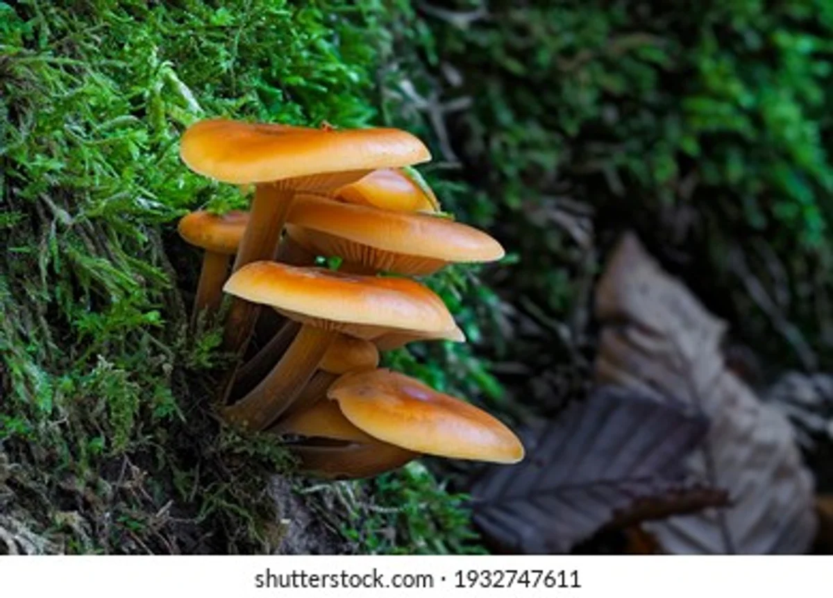 velvet shank flammulina velutipes autumn czech forest